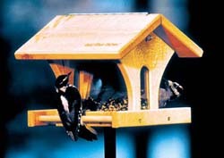 feeder