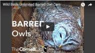 barred-owl-cam-1